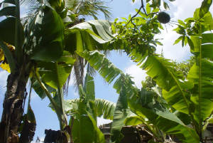 tree_tops.jpg