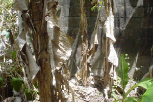 tree_trunks.jpg