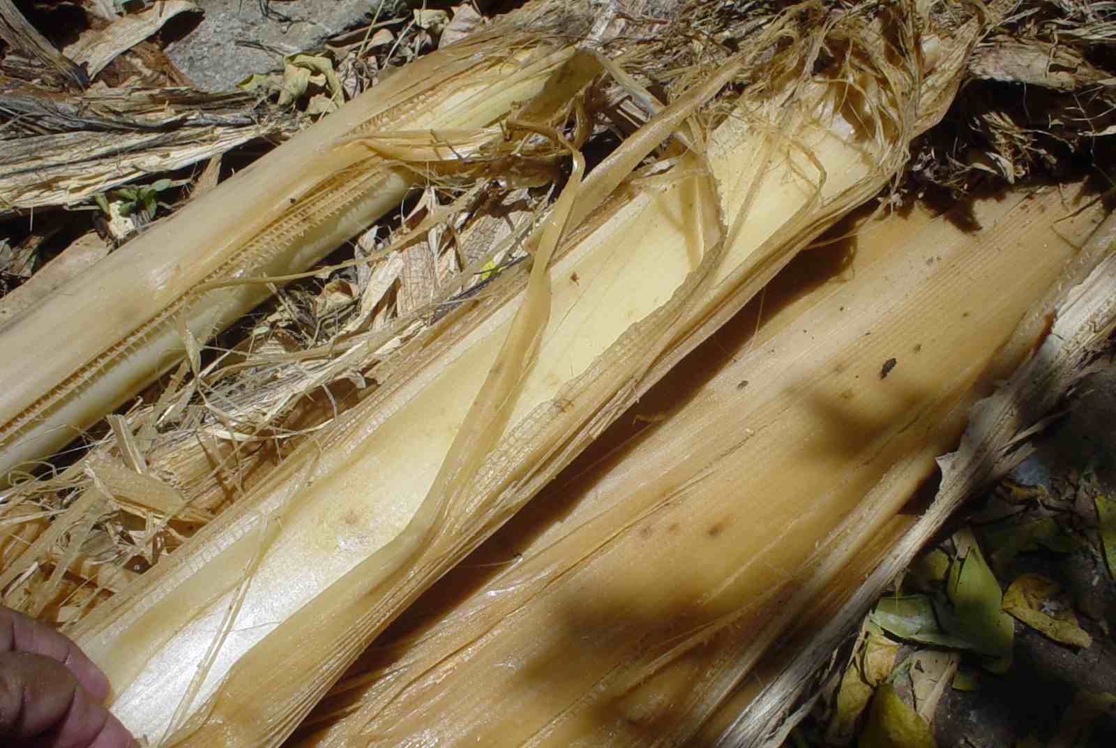 banana7.jpg